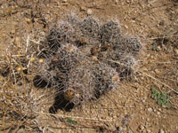 Echinocereus fendleri