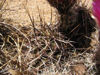 Echinocereus fendleri