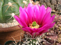 Echinocereus fendleri