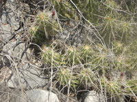 Echinocereus fendleri