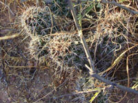 Echinocereus fendleri