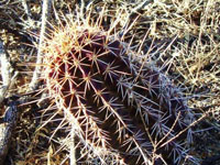 Echinocereus fendleri