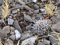 Echinocereus fendleri