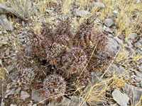 Echinocereus fendleri