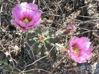 Echinocereus fendleri