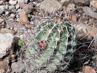 Echinocereus fendleri