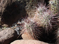 Echinocereus ferreirianus