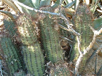 Echinocereus ferreirianus