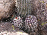 Echinocereus ferreirianus