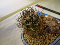 Echinocereus ferreirianus