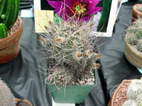 Echinocereus ferreirianus