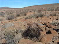 Echinocereus ferreirianus