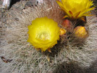 Echinopsis formosa