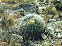 Echinopsis formosa