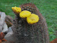 Echinopsis thionantha