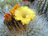 Echinopsis formosa