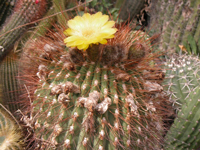 Echinopsis formosa