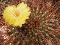 Echinopsis formosa