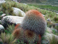 Echinopsis formosa