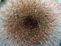 Echinopsis formosa