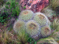 Echinopsis formosa