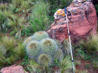 Echinopsis formosa