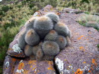 Echinopsis formosa