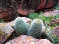 Echinopsis formosa