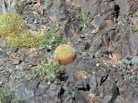 Echinopsis formosa