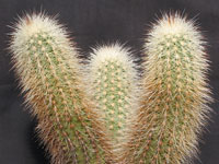 Echinocereus freudenbergeri