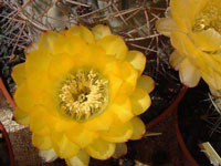 Echinopsis glaucina