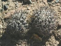 Echinopsis glaucina