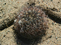 Echinopsis glaucina