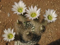 Echinocereus grandis