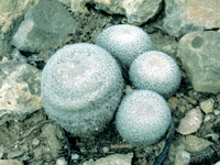 Epithelantha greggii