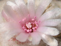 Epithelantha greggii