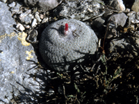 Epithelantha greggii