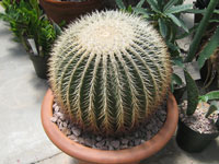 Echinocactus grusonii