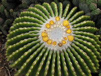 Echinocactus grusonii