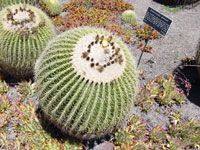 Echinocactus grusonii