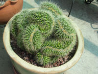 Echinocactus grusonii