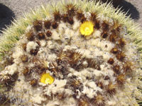 Echinocactus grusonii