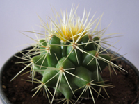 Echinocactus grusonii