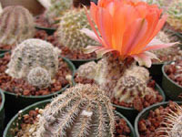 Echinopsis haematantha