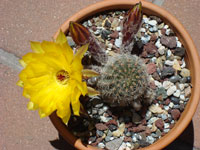 Echinopsis haematantha