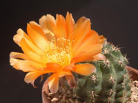 Echinopsis haematantha