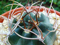 Echinopsis haematantha