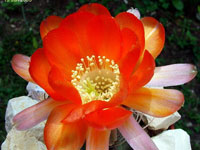 Echinopsis haematantha