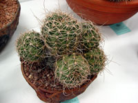 Echinopsis haematantha