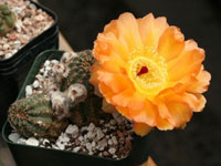 Echinopsis haematantha